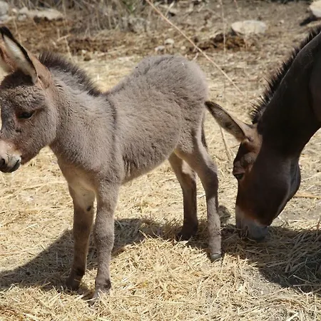 Fattoria Degli Asinelli 
