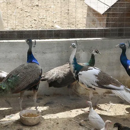 Fattoria Degli Asinelli 