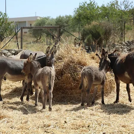 Fattoria Degli Asinelli 
