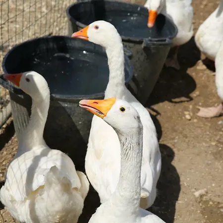 Fattoria Degli Asinelli 