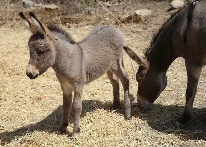 Fattoria Degli Asinelli 