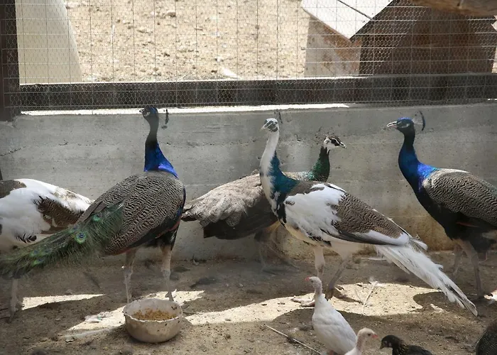 Fattoria Degli Asinelli 