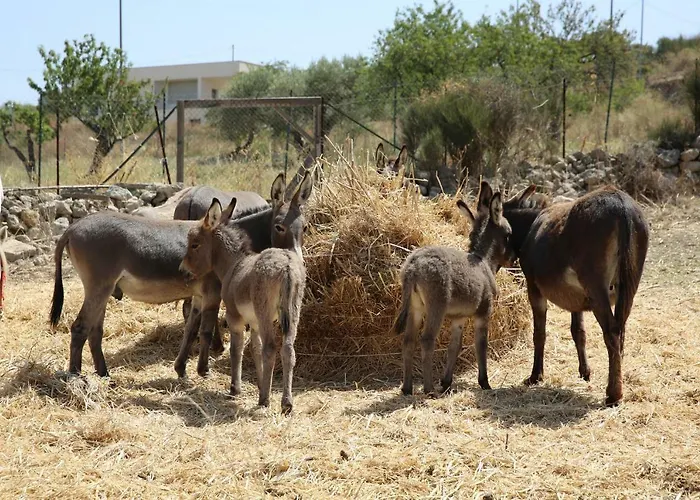 Fattoria Degli Asinelli 