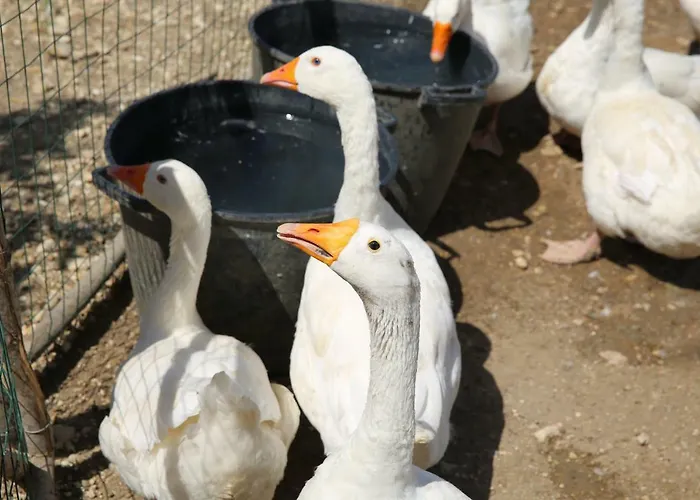 Fattoria Degli Asinelli 